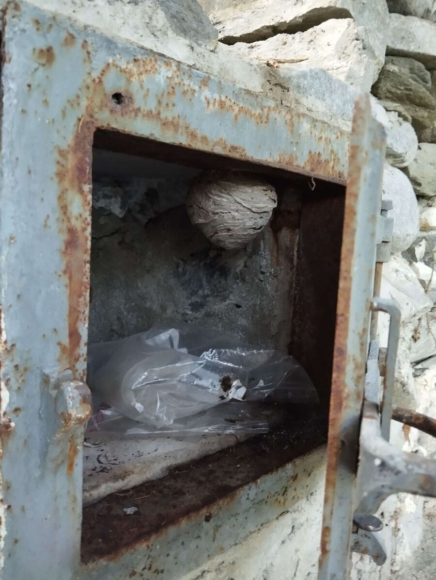 wespennest_entfernen