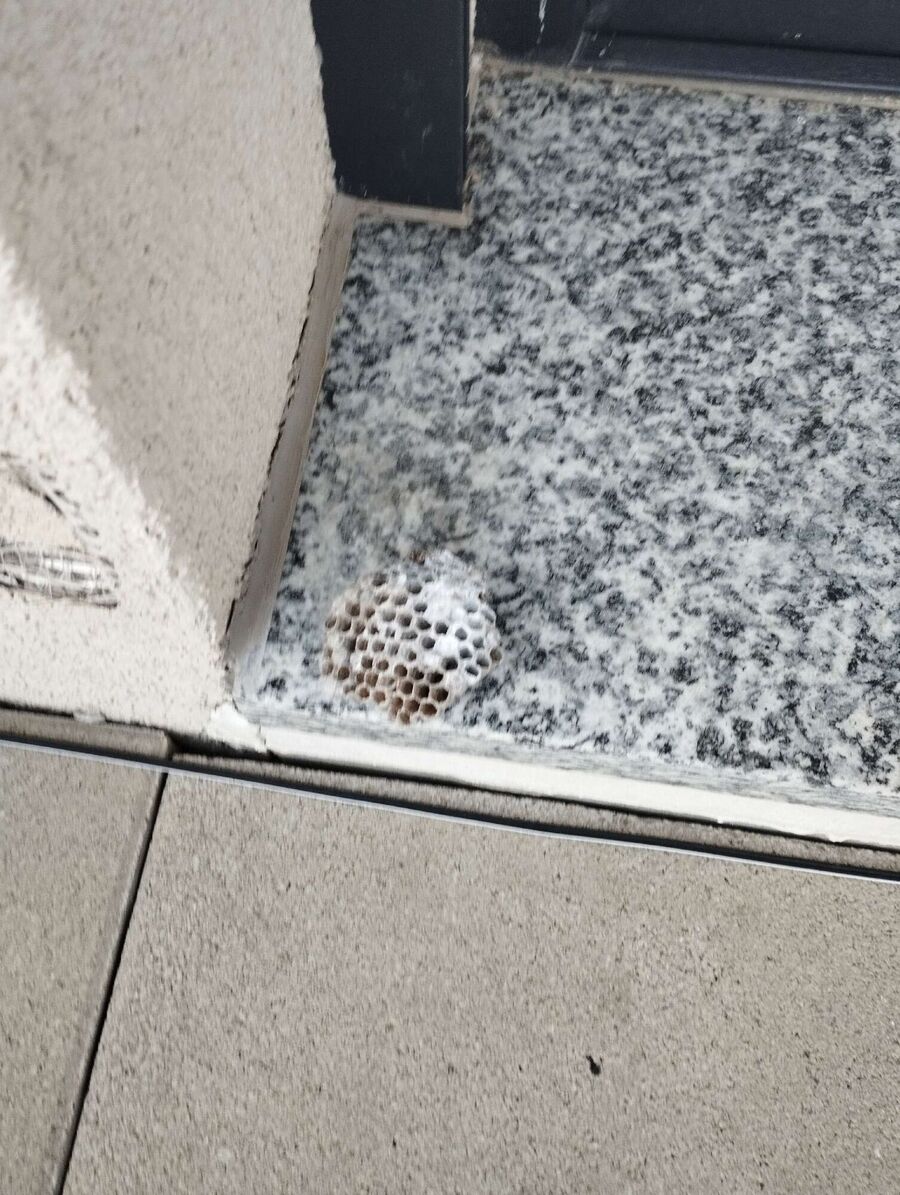 wespennest_entfernen