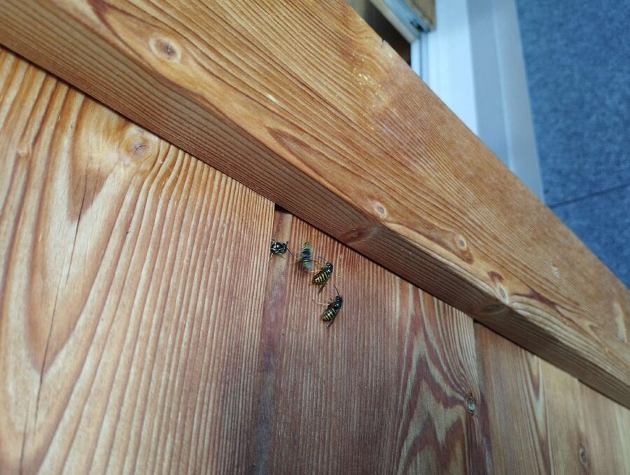 wespennest_entfernen