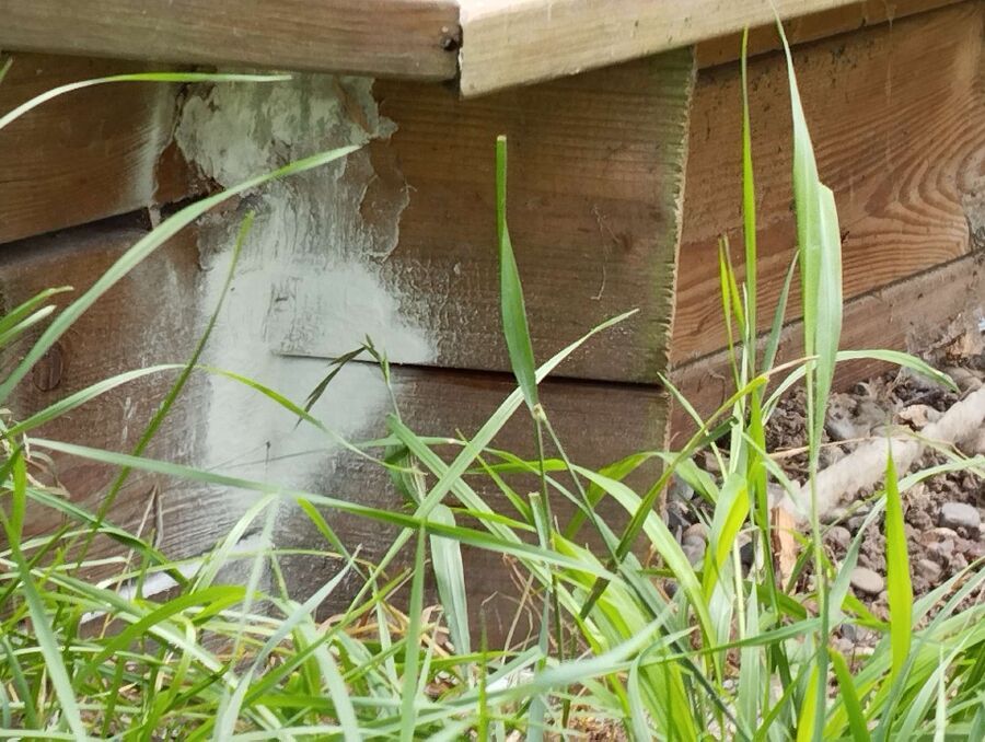 wespennest_entfernen