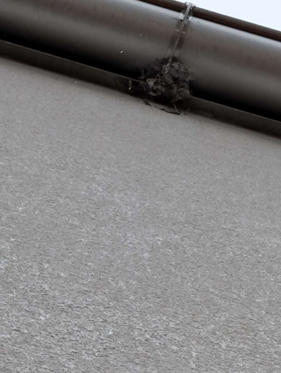 wespennest_entfernen