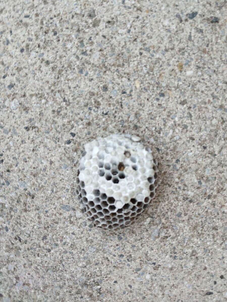 wespennest_entfernen