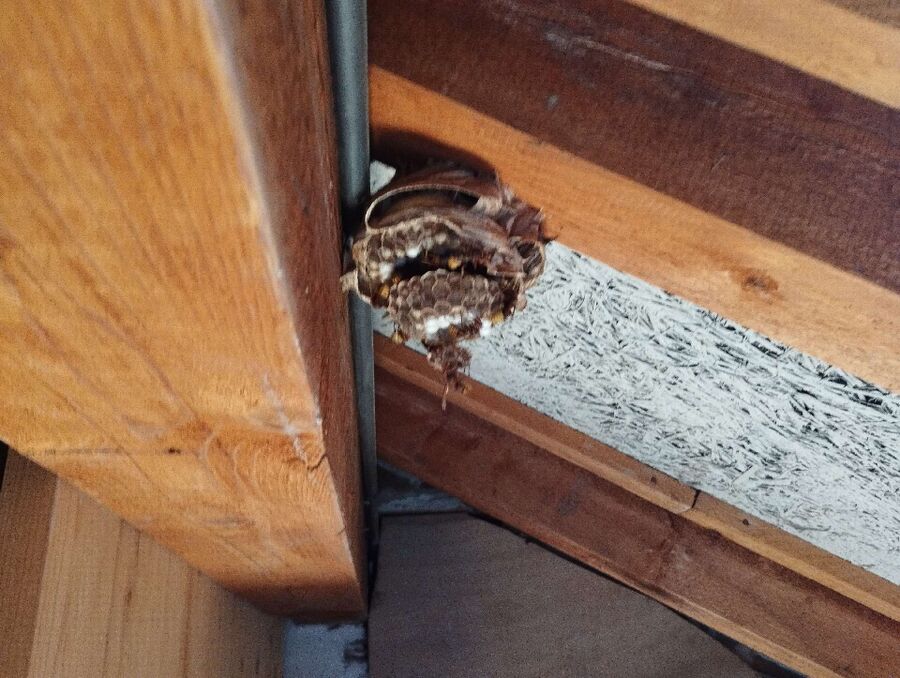 wespennest_entfernen