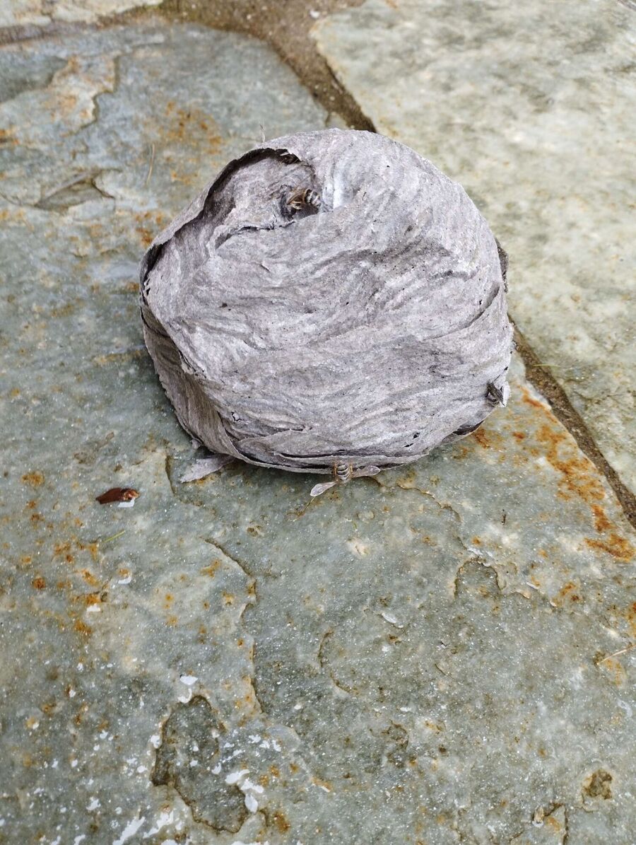 wespennest_entfernen