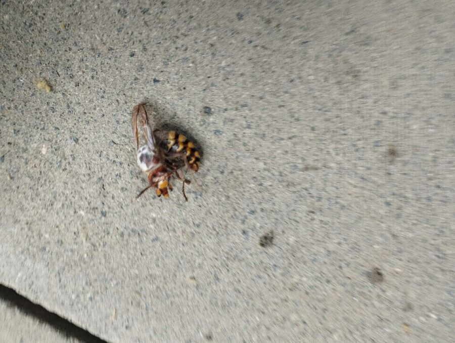 wespennest_entfernen