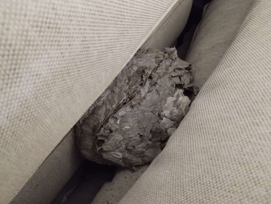 wespennest_entfernen