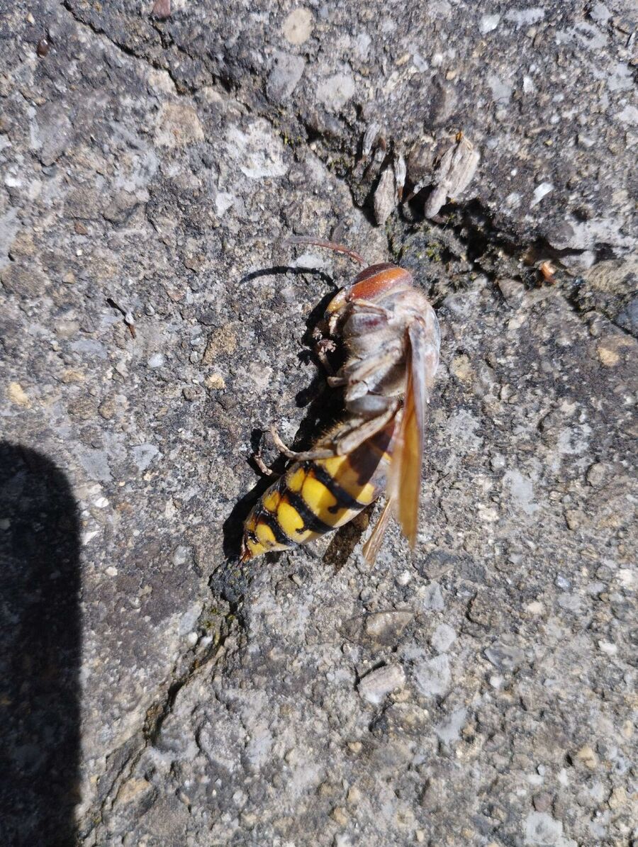 wespennest_entfernen