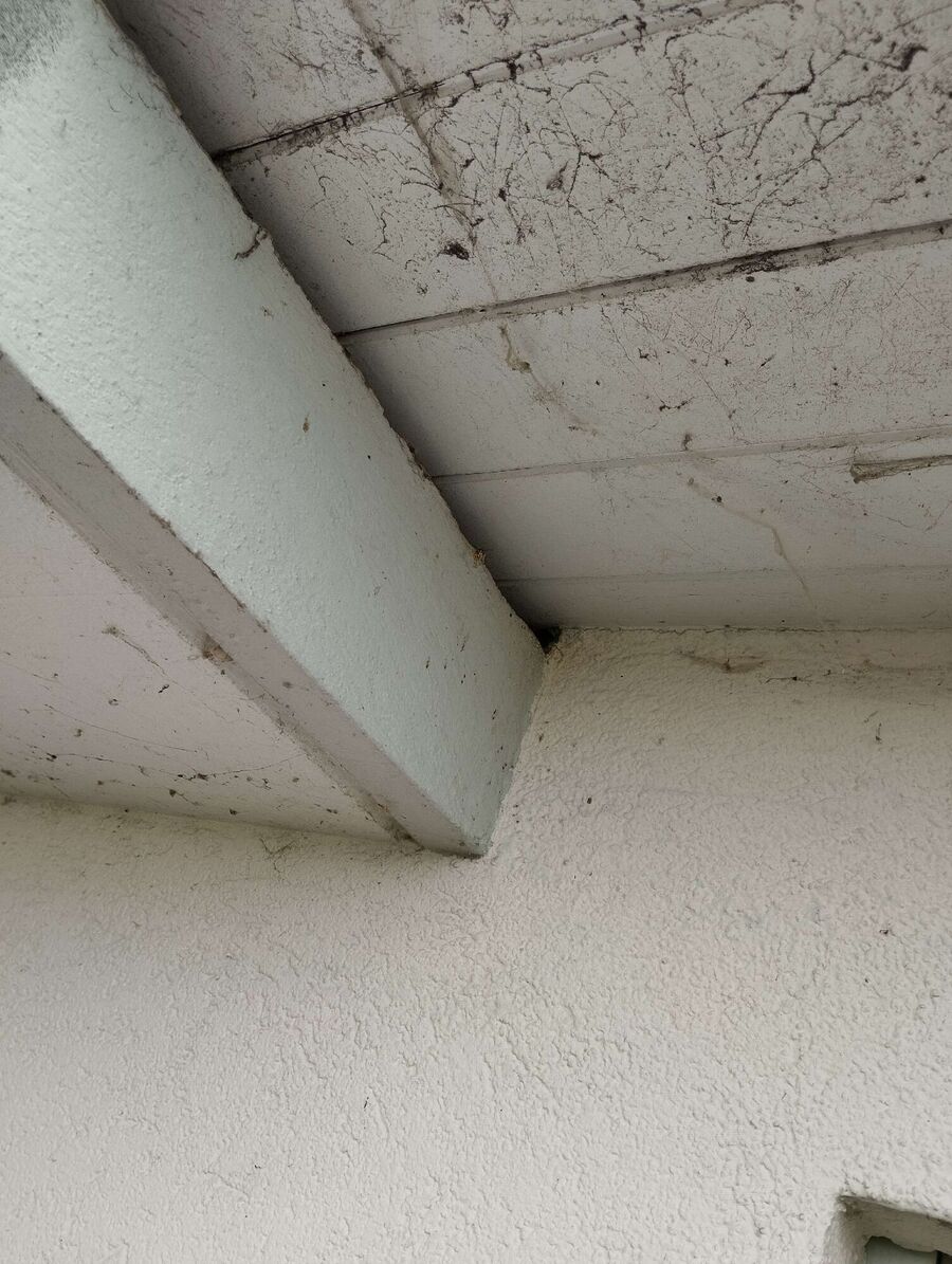 wespennest_entfernen