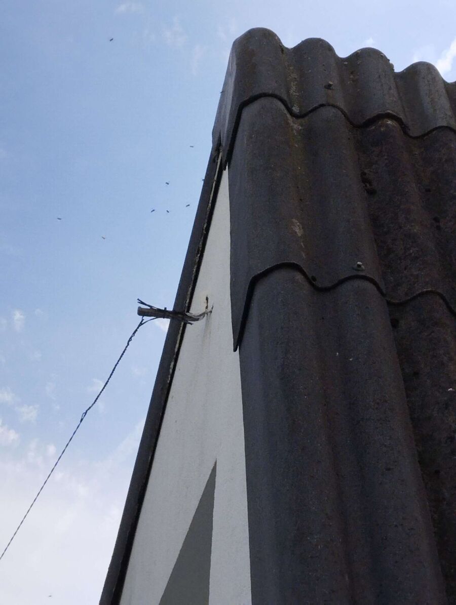 wespennest_entfernen