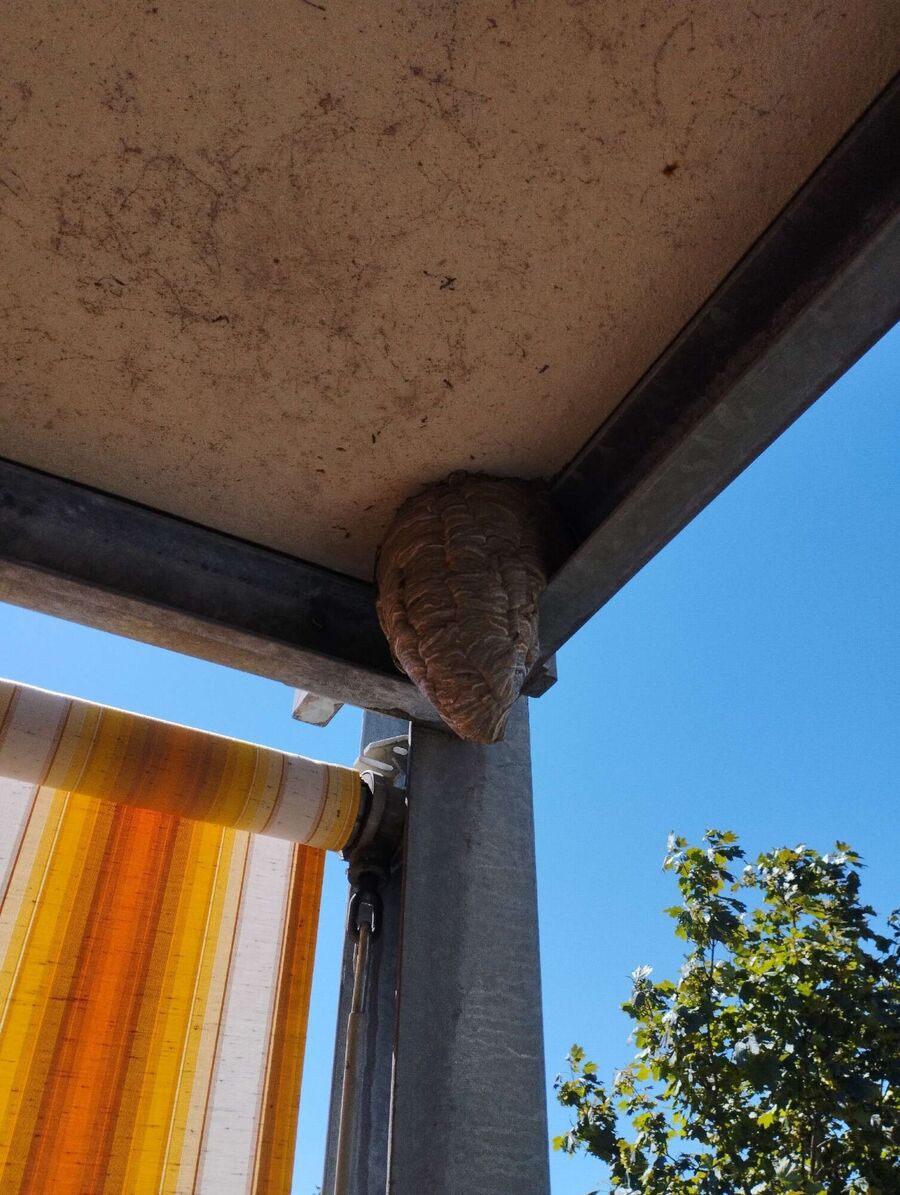 wespennest_entfernen