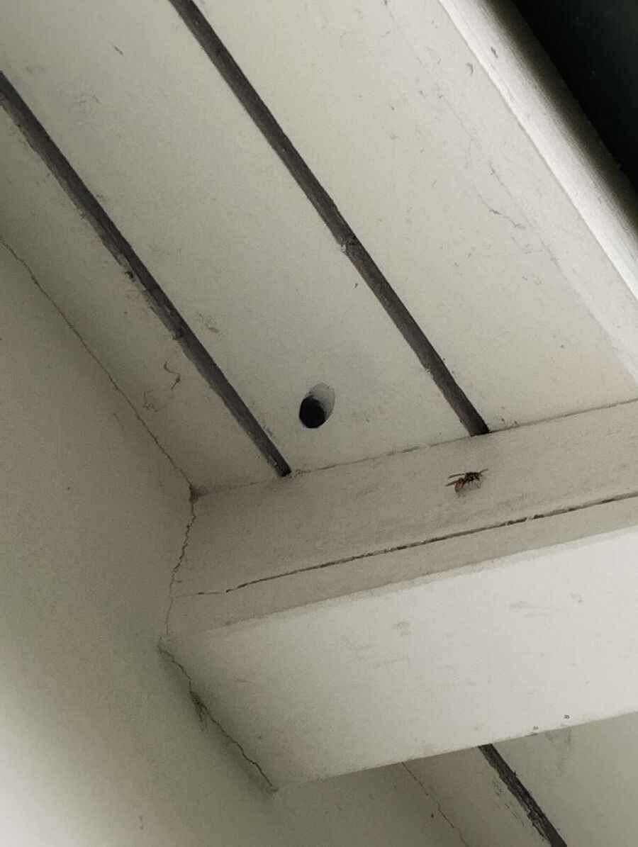 wespennest_entfernen