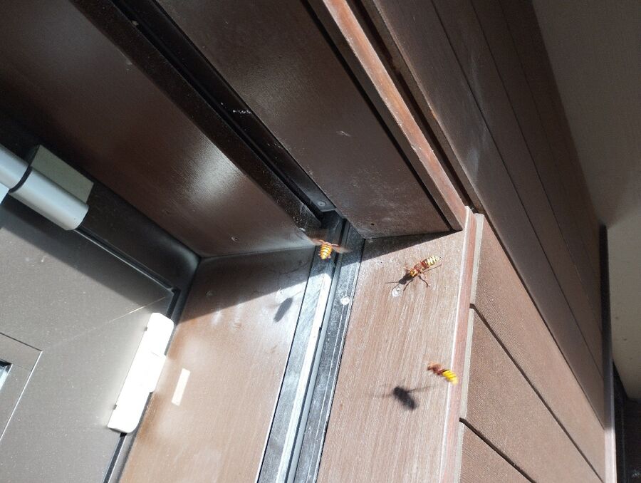 wespennest_entfernen