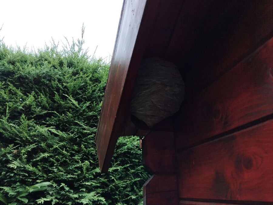 wespennest_entfernen