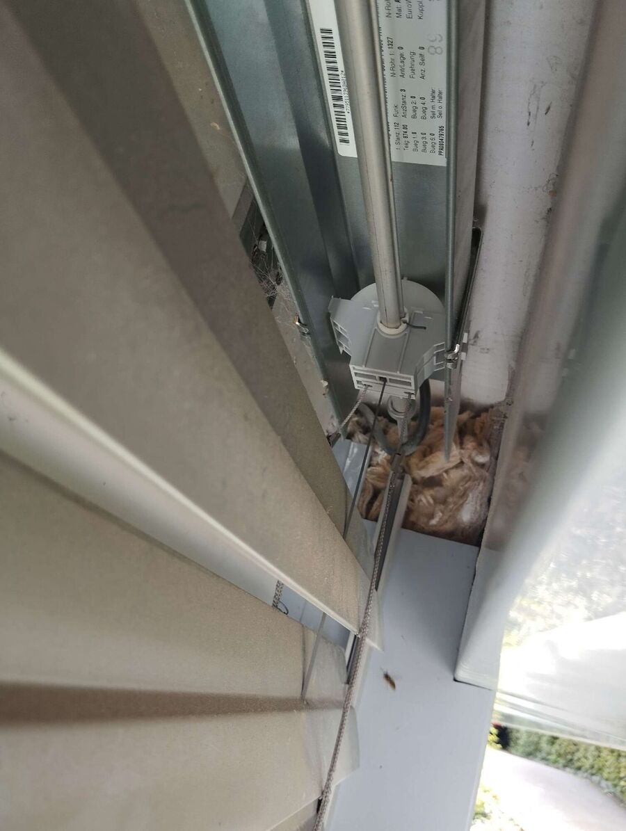 wespennest_entfernen