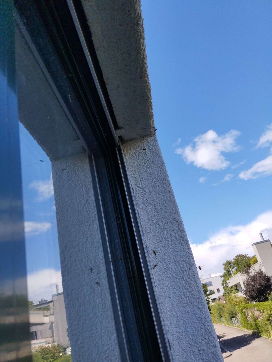 wespennest_entfernen