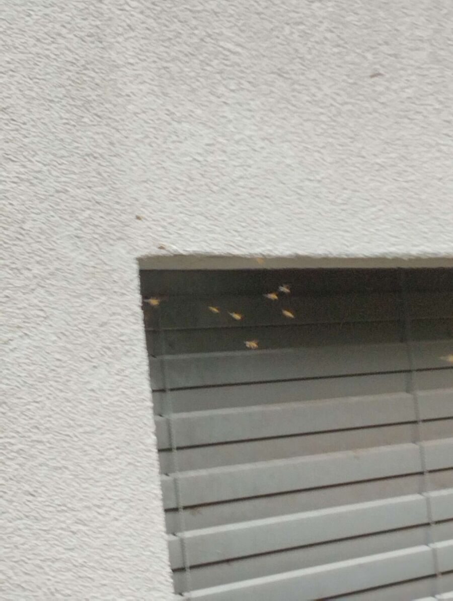 wespennest_entfernen