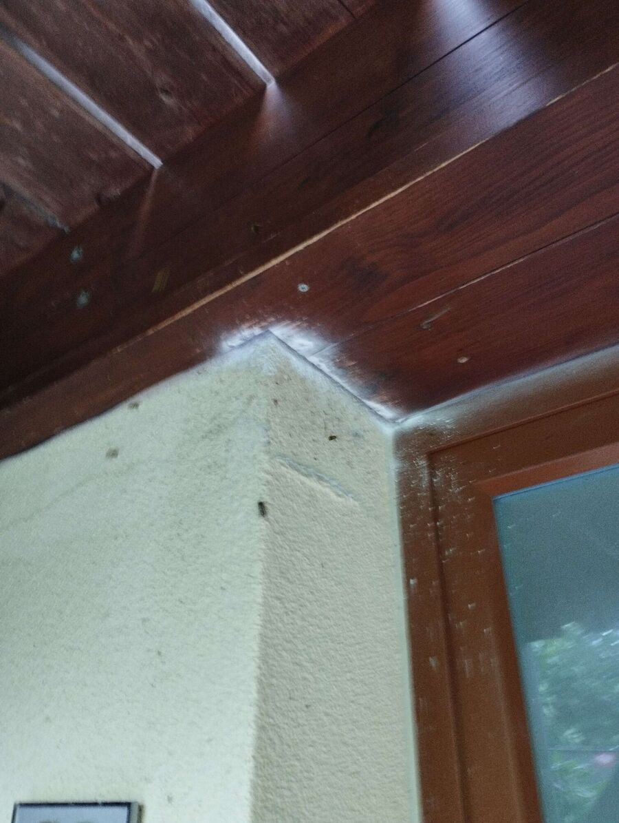 wespennest_entfernen