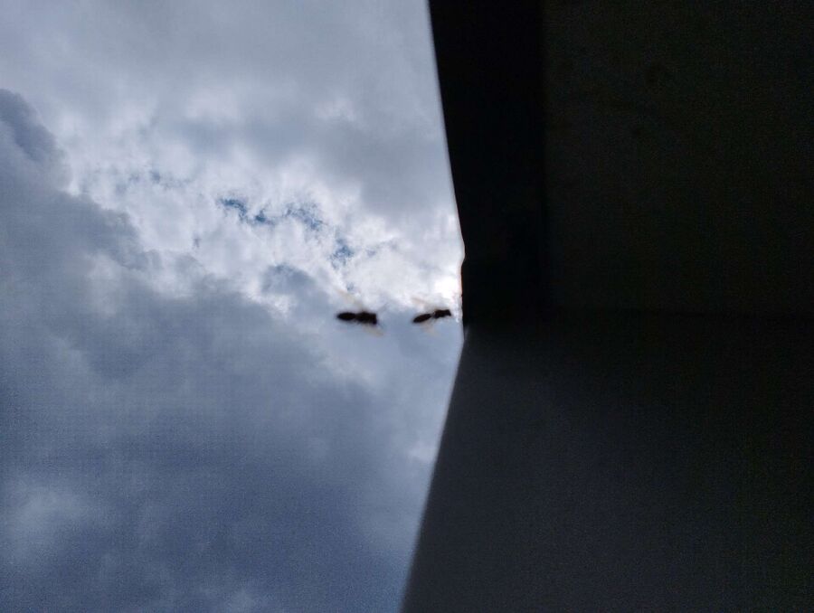 wespennest_entfernen