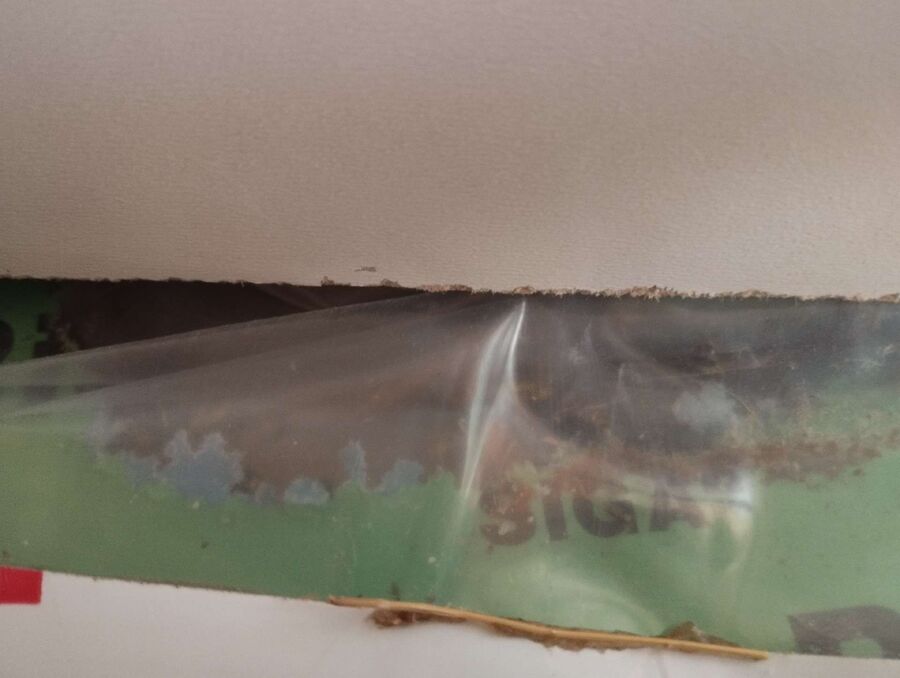 wespennest_entfernen