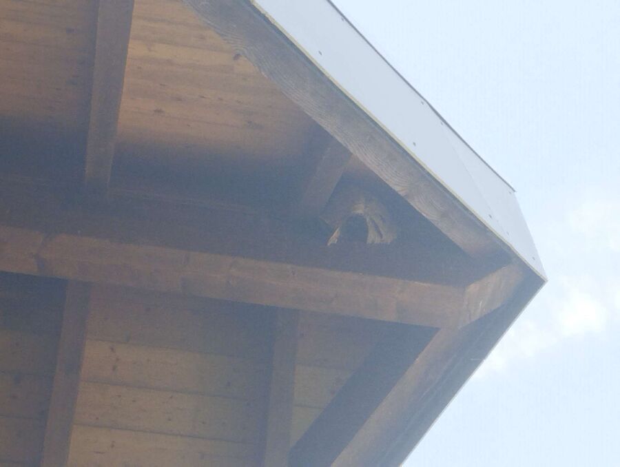 wespennest_entfernen