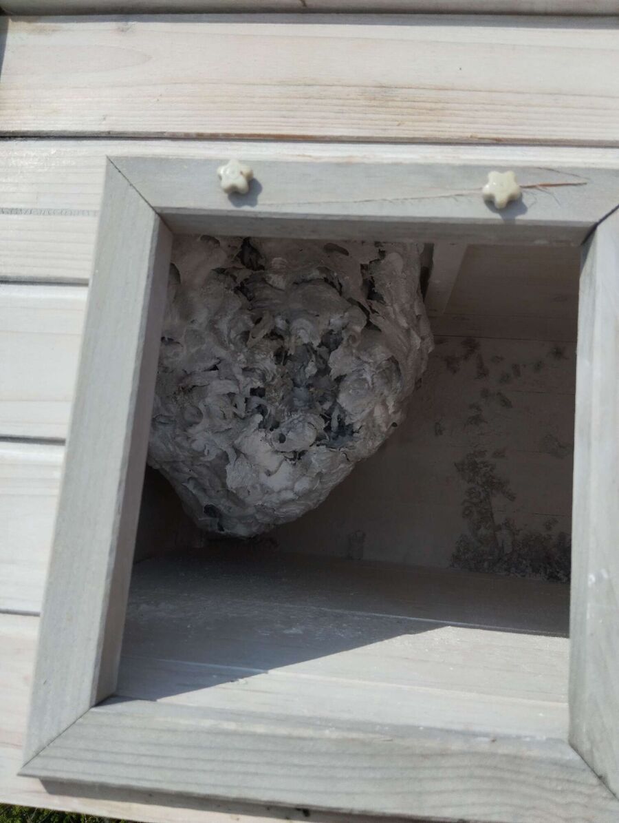 wespennest_entfernen