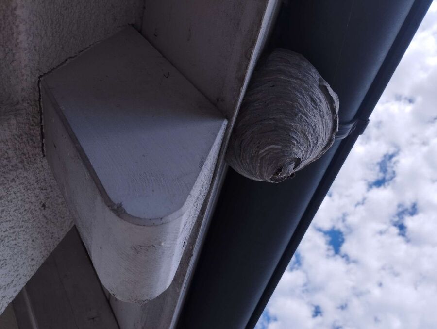 wespennest_entfernen