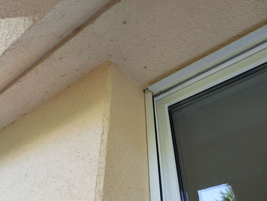 wespennest_entfernen