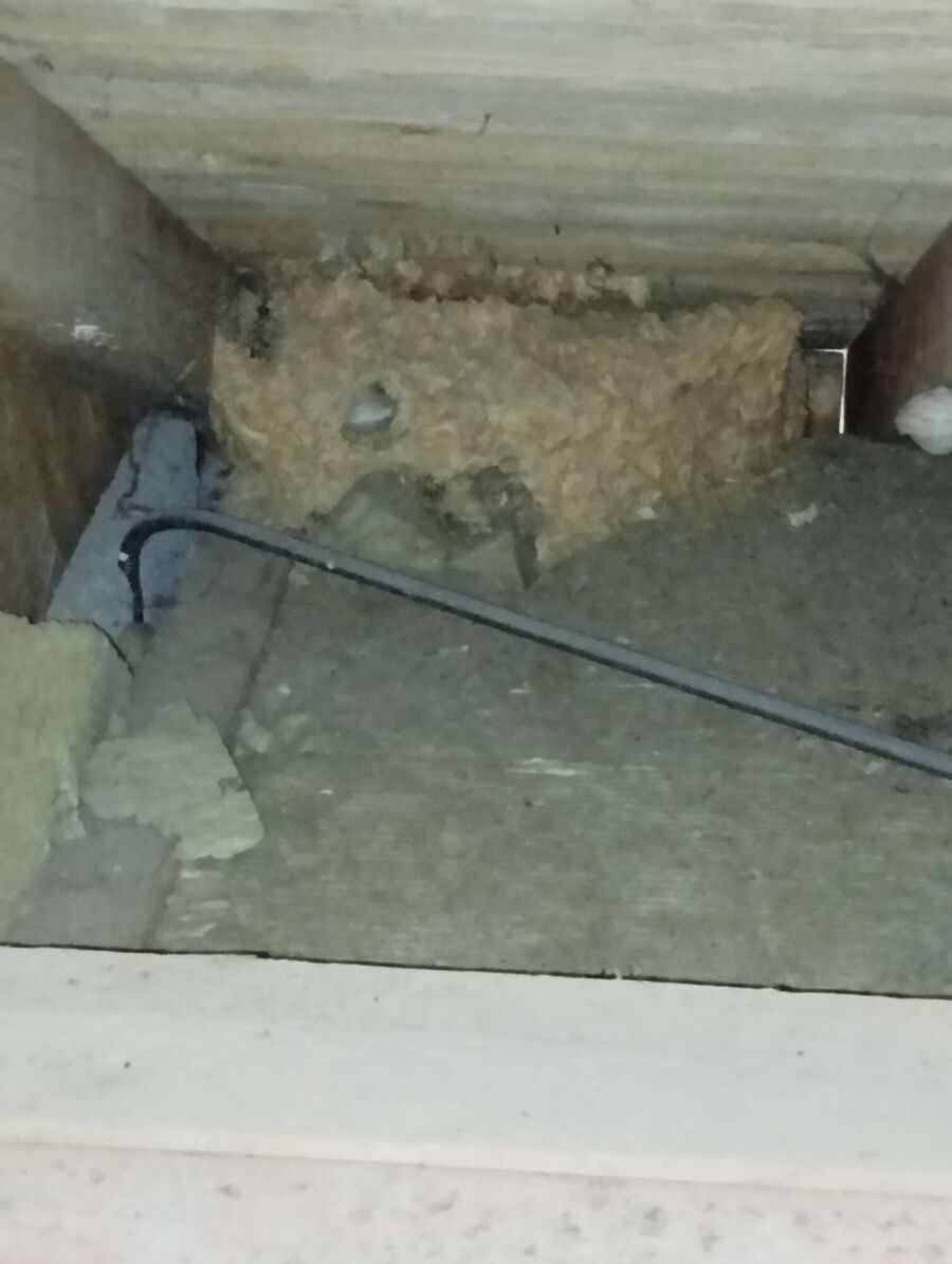 wespennest_entfernen