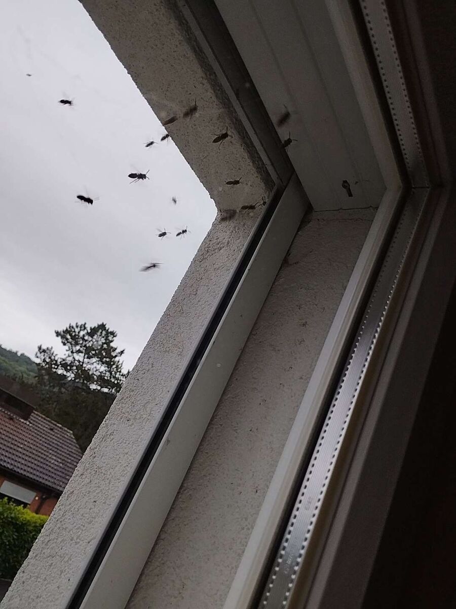 wespennest_entfernen