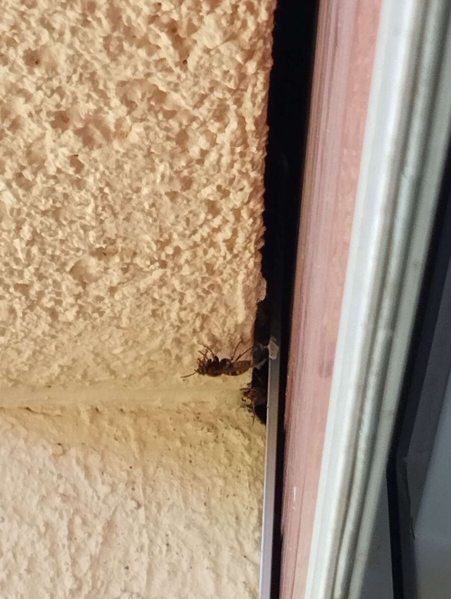 wespennest_entfernen