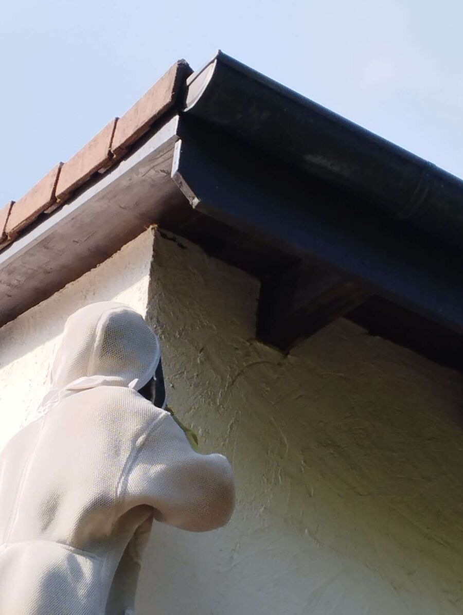 wespennest_entfernen