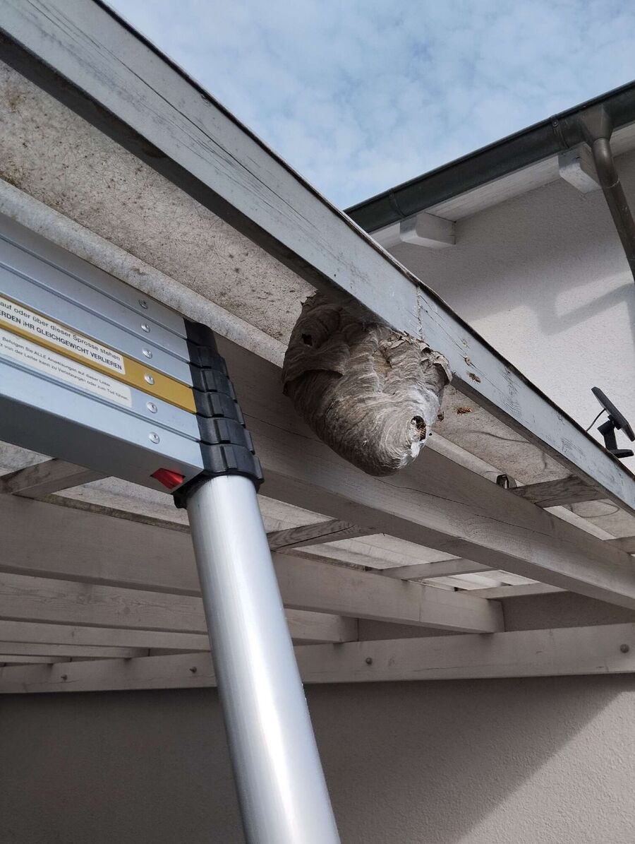 wespennest_entfernen