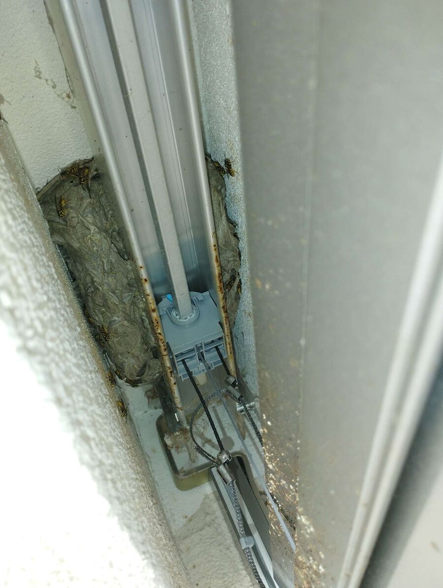 wespennest_entfernen