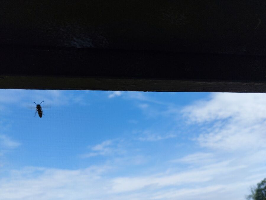 wespennest_entfernen