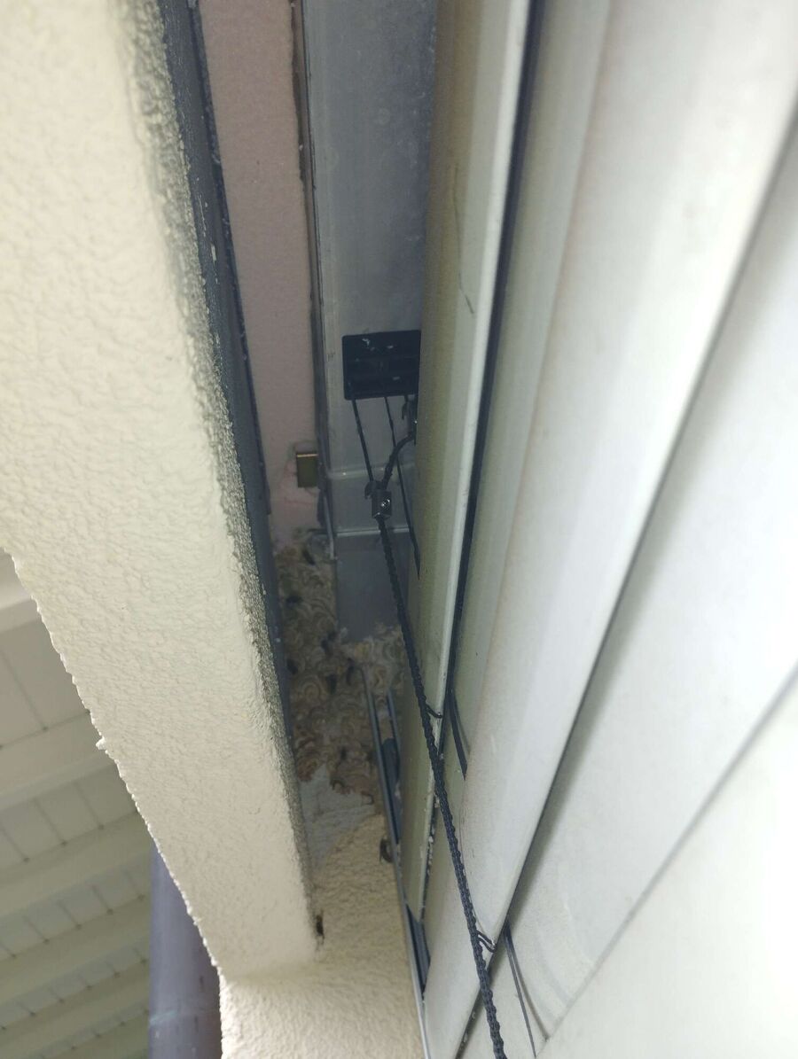 wespennest_entfernen