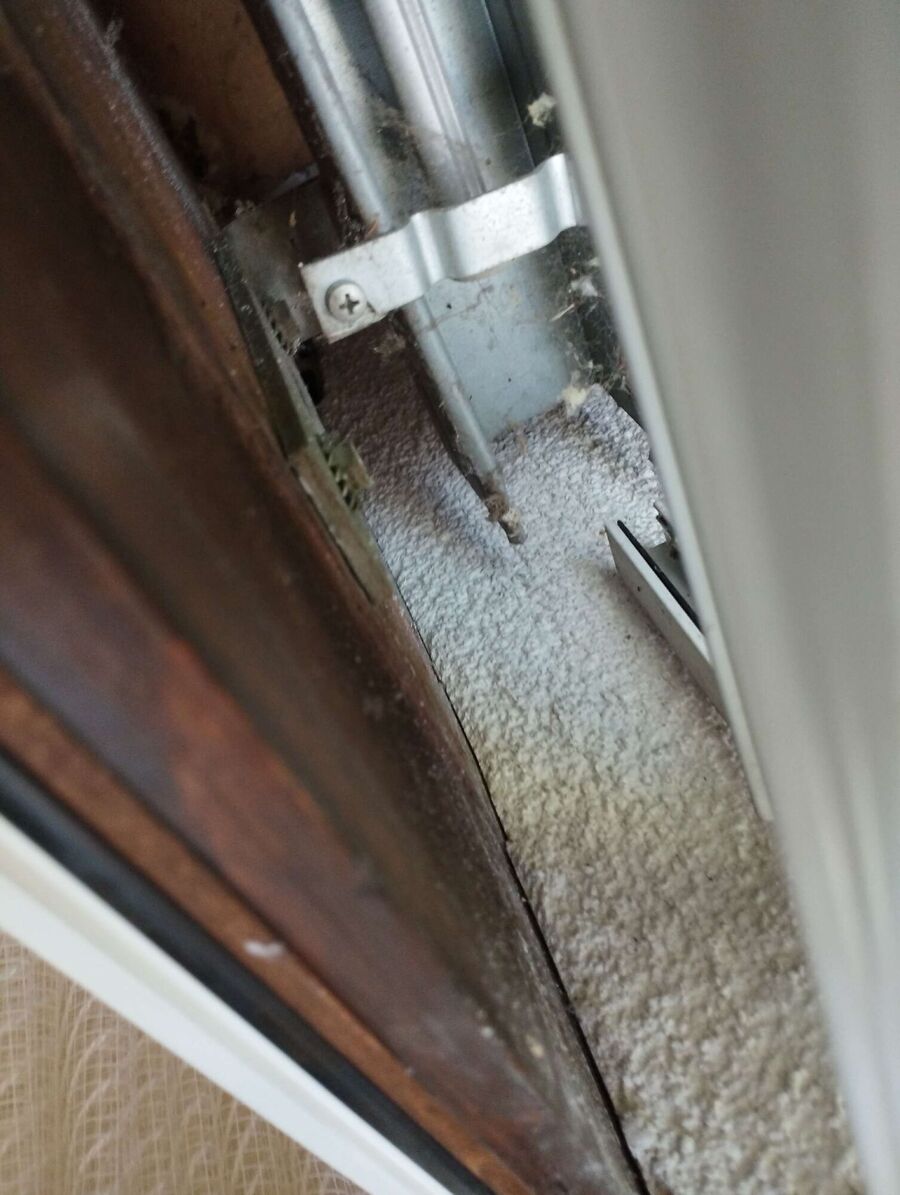 wespennest_entfernen