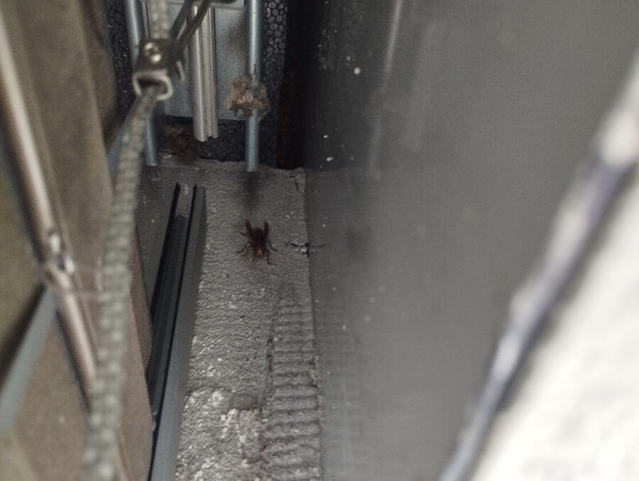 wespennest_entfernen