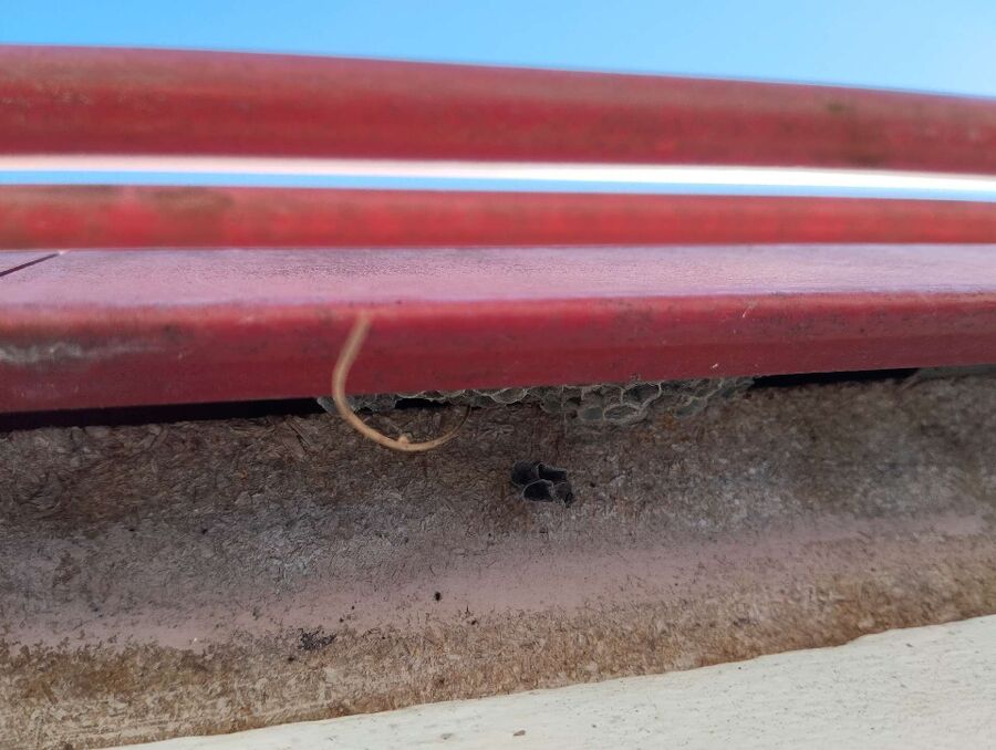 wespennest_entfernen