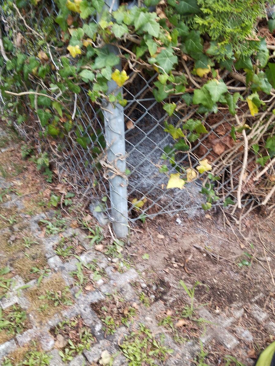 wespennest_entfernen