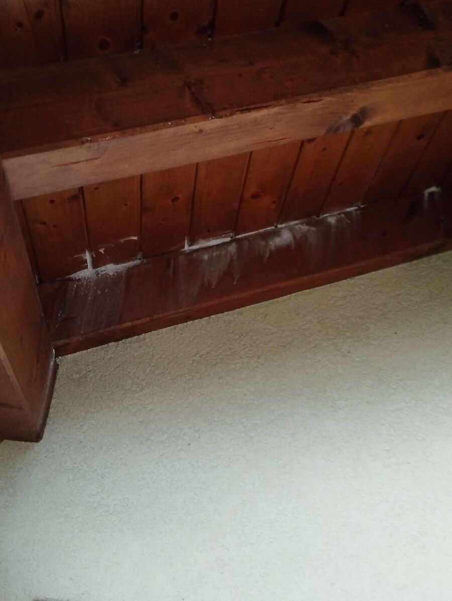 wespennest_entfernen