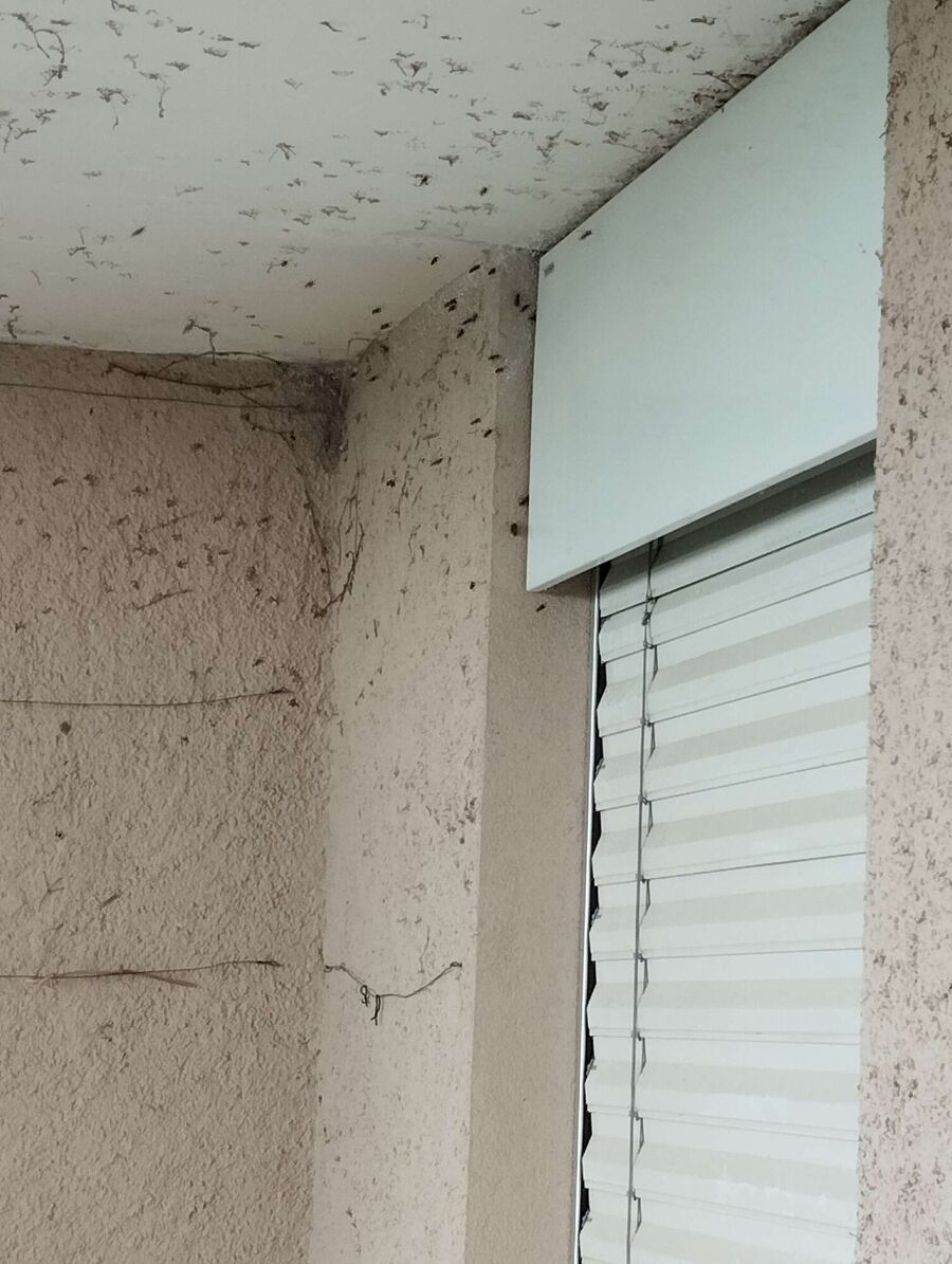 wespennest_entfernen