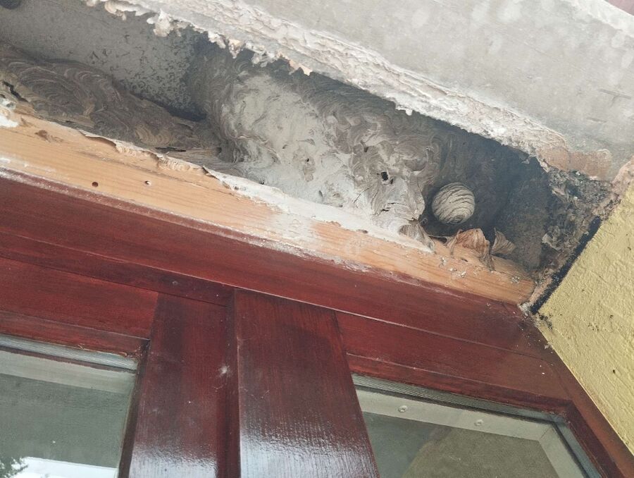 wespennest_entfernen