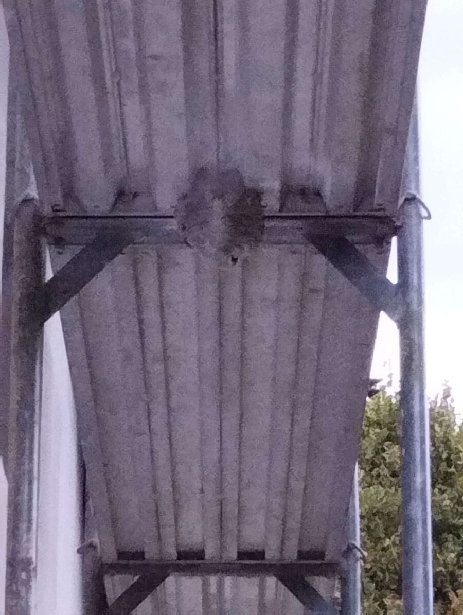 wespennest_entfernen