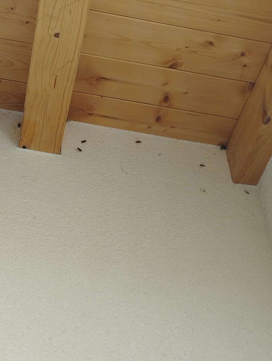 wespennest_entfernen