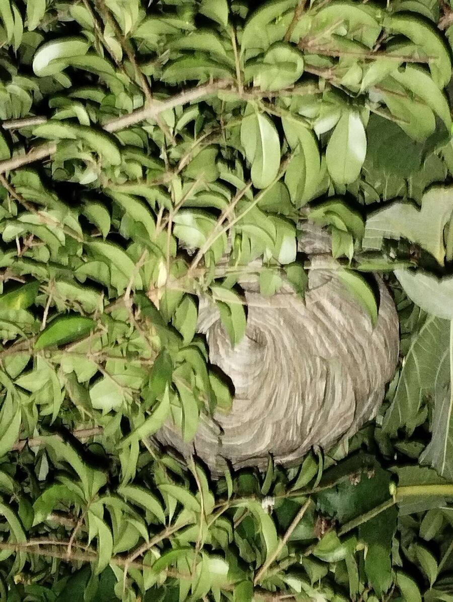 wespennest_entfernen