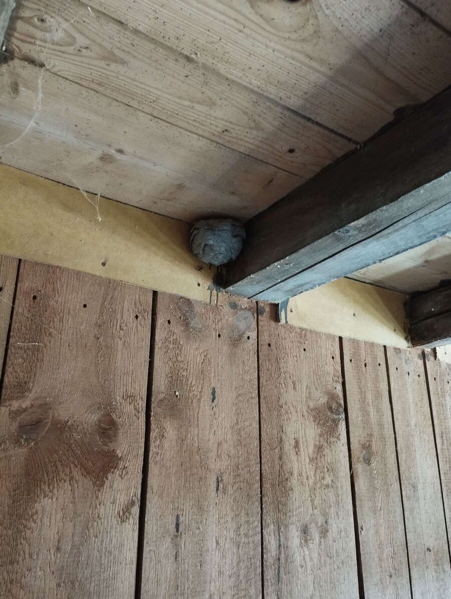 wespennest_entfernen