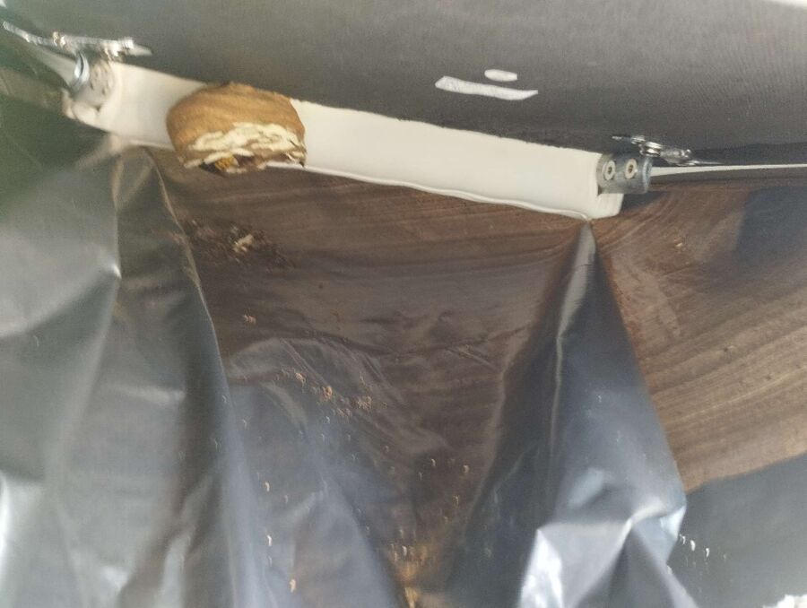 wespennest_entfernen