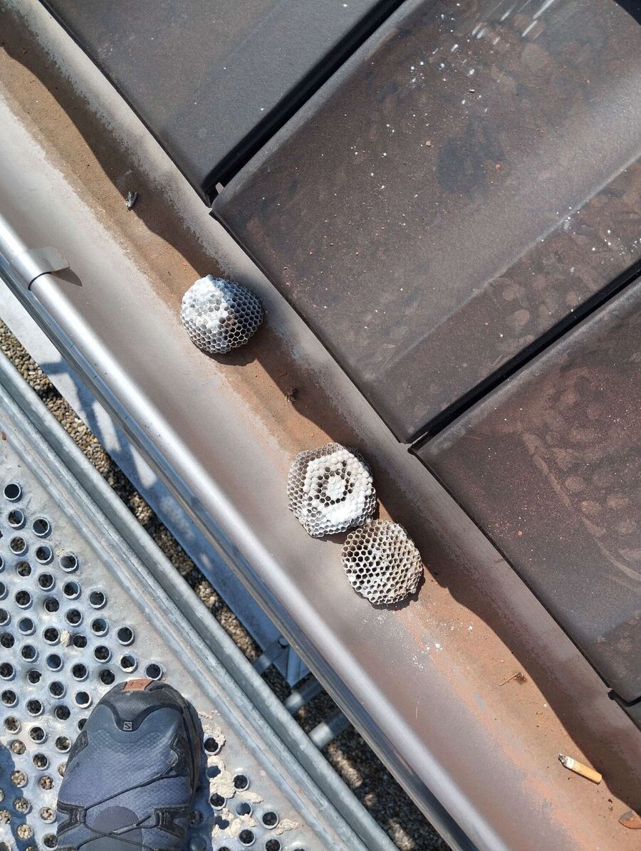 wespennest_entfernen