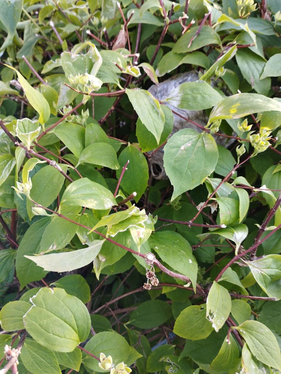 wespennest_entfernen