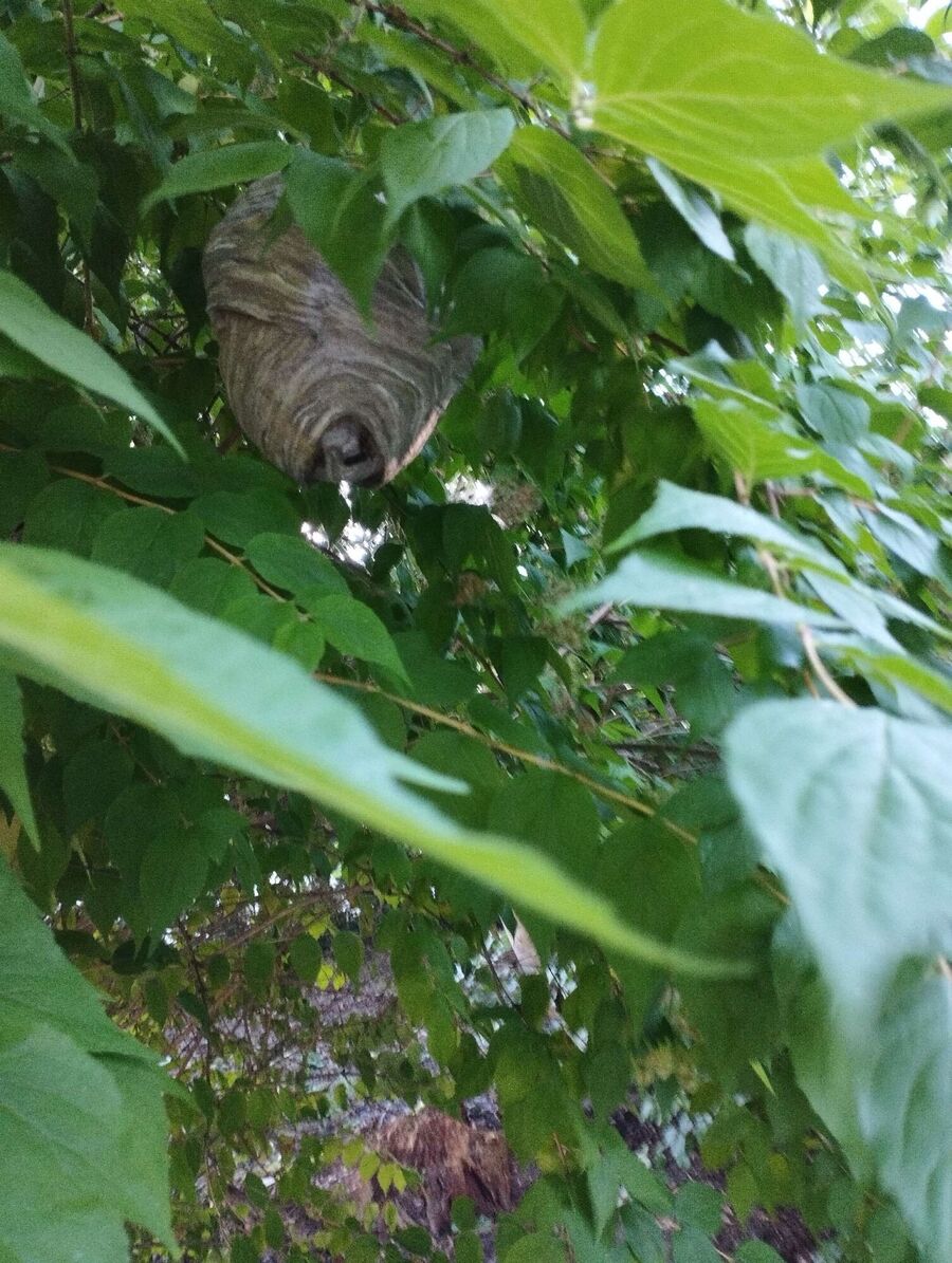 wespennest_entfernen